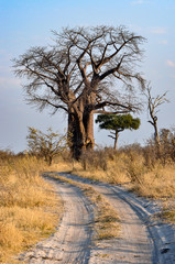 sand road leading up to a baobab tree 