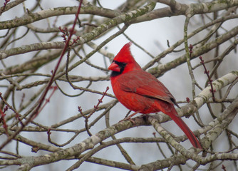 northern cardinal on a branch