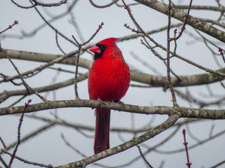 Christmas Cardinal