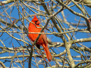red cardinal on a branch