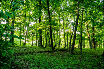 Fototapeta na wymiar Green glade in the woods