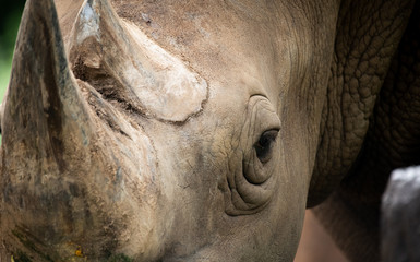 Fototapeta na wymiar Closeup wrinkled of white Rhino beautiful and eye.