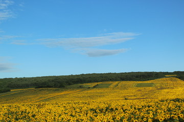 field, sky, landscape, yellow, agriculture, nature, spring, flowers, flower, blue, canola, meadow, rapeseed, summer, rural, farm, green, countryside, clouds, grass, plant, cloud, sunny, land, fields