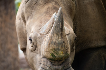 Closeup wrinkled of white Rhino beautiful and eye.