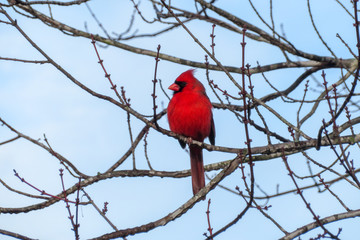 red cardinal on a branch