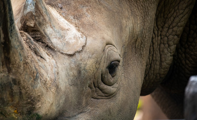 Obraz premium Closeup horn and wrinkled of white Rhino 