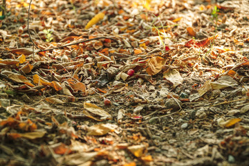 Dry leaves on the floor. Old, brown, oak and beech leaves in background