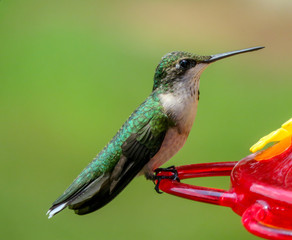 Fototapeta na wymiar hummingbird on a feeder