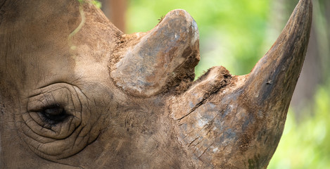 Closeup wrinkled of white Rhino beautiful and eye. © Jack Tamrong