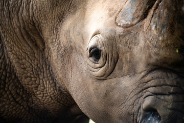 Fototapeta premium Closeup wrinkled of white Rhino horn, face and beautiful eye.