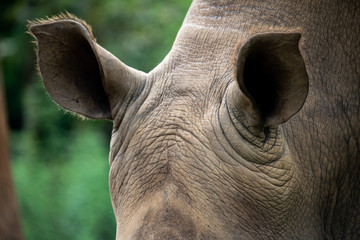 Closeup giant white Rhino ears with beautiful skin texture  © Jack Tamrong