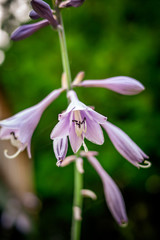 closeup of a small purple flower