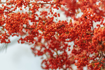 Nature blurred background. Shallow depth of field. Red berries of the hawthorn grow on the branches.