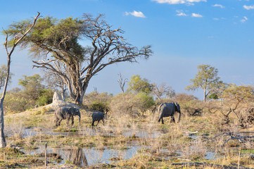 Obraz premium family of elephants in the Botswana Okavango delta