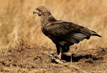 Bateleur eagle with tortoise kill, Masai Mara, Kenya