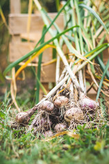 Organic garlic fresh harvested in garden
