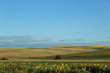 yellow rape field and blue sky