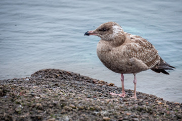 seagull on a rock