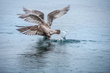 seagull in flight