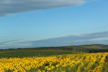 field of yellow flowers