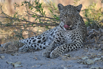 Leopard in the shade