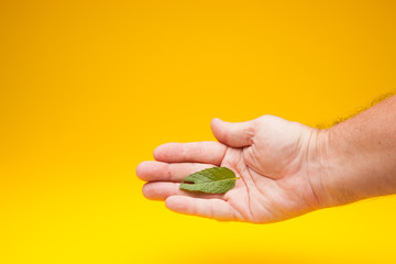 Hojas verde de menta en la mano de una persona adulta. La menta es un condimento que se puede utilizar en la cocina para dar aroma y sabor a las comidas, se utiliza en medicina, en pastelería, en coct