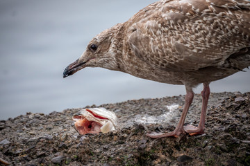 Bird eating a fish head on the shore on the lake