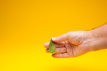 Fototapeta na wymiar Hojas verde de menta en la mano de una persona adulta. La menta es un condimento que se puede utilizar en la cocina para dar aroma y sabor a las comidas, se utiliza en medicina, en pastelería, en coct