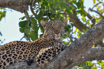 close up of a leopard in a tree