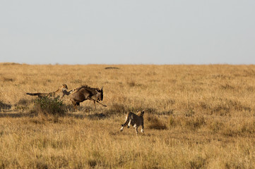 Naklejka na ściany i meble Cheetah hunting Wildebeest at Masai Mara, Kenya