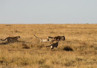 Naklejka na ściany i meble Cheetahs hunting Wildebeest at Masai Mara, Kenya