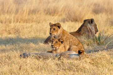 lioness and cubs sitting up in Kruger national park