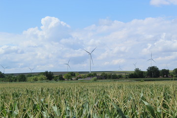 windmill in the field