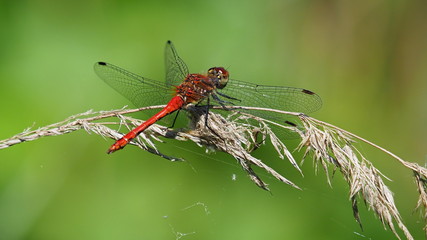 red dragonfly on a grass stalk