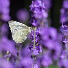 cabbage white butterfly on blooming lavender flowers