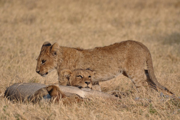 cute lion cubs in golden grasses of Kruger national park