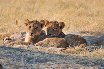 two cute lion cubs in Kruger national park