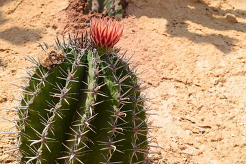 cactus in desert