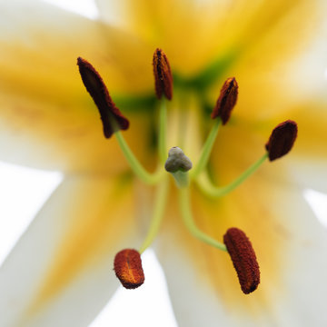 stamens and pistil of a lily flower