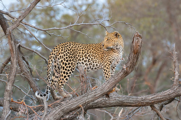 Leopard standing on a tree branch