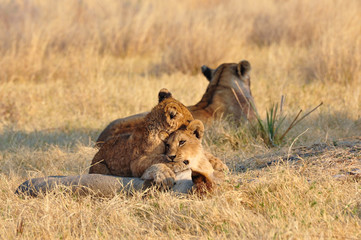 two lion cubs playing near mother