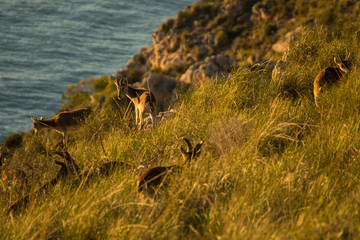La Herradura, views from the natural landscape of Cerro Gordo (Almuñecar) Granada