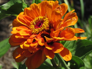 orange Zinnia  flower in garden