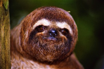 Close up portrait of isolated sloth (folivora) sitting in tree with blurred green background - Peru, Amazonas © Ralf