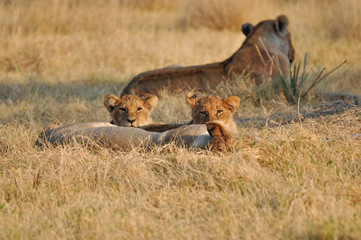 two lion cubs peaking over lioness lying in grass