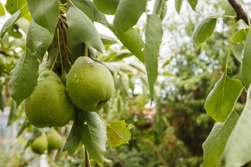 Two ripe pears on the branch