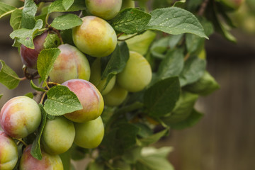 Green Plums on the Branch