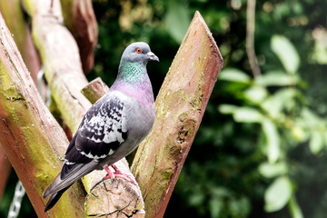 pigeon sitting on a swing in the garden