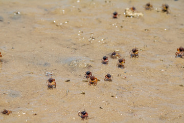 Crab in the sand