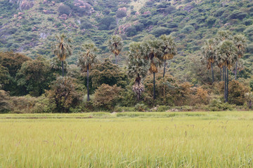 paddy field under the mountain